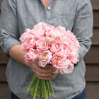 Dreamer&reg; Tulips