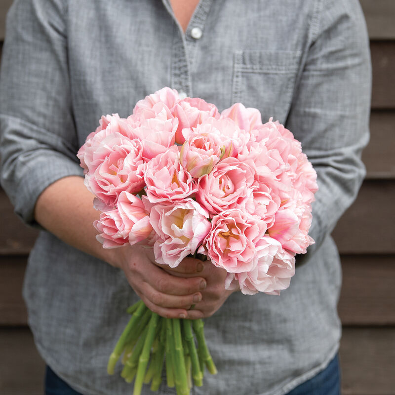 Dreamer&reg; Tulips