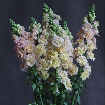 Snapstar Champagne Cool Season (Groups 1&ndash;2)