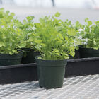 Santo Cilantro (Coriander)