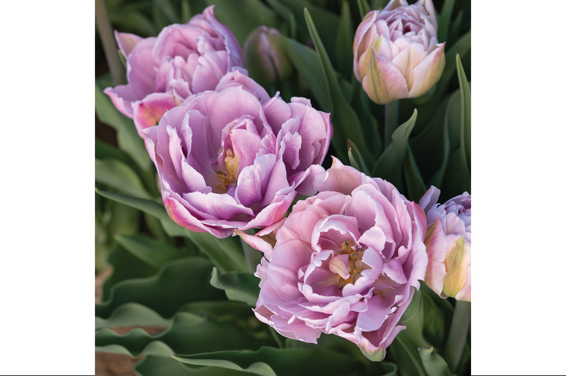 Katinka Tulips