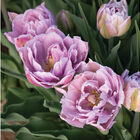 Katinka Tulips