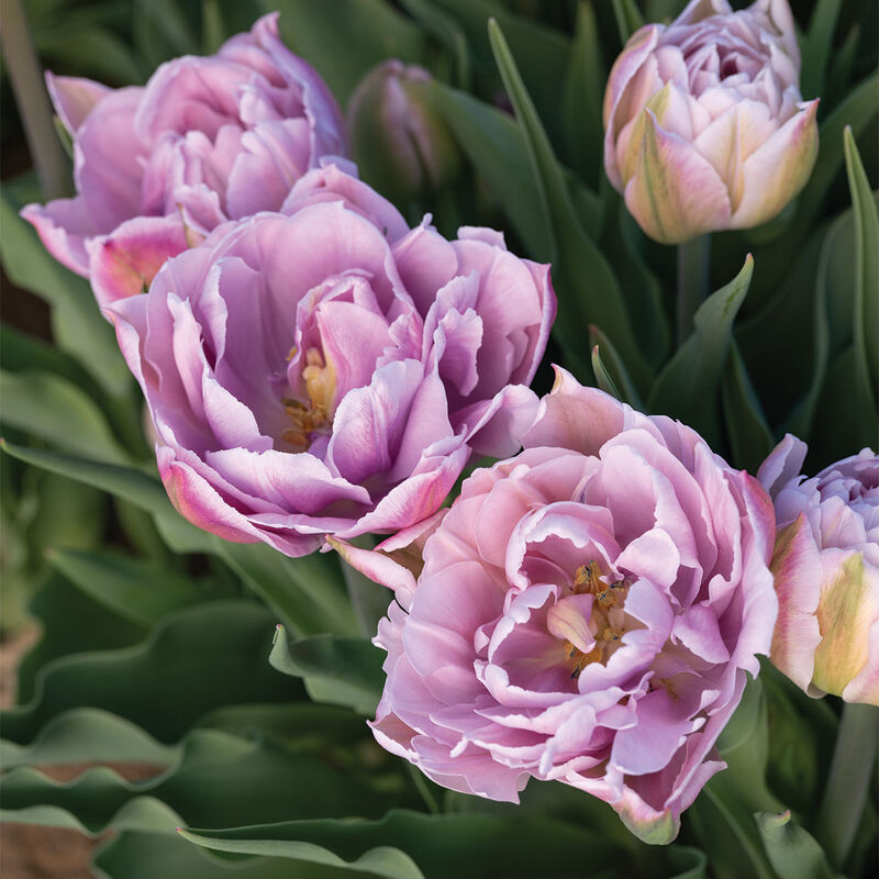 Katinka Tulips