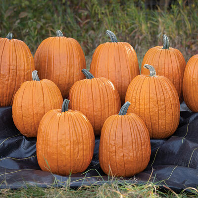 Igor Jack-o-Lanterns