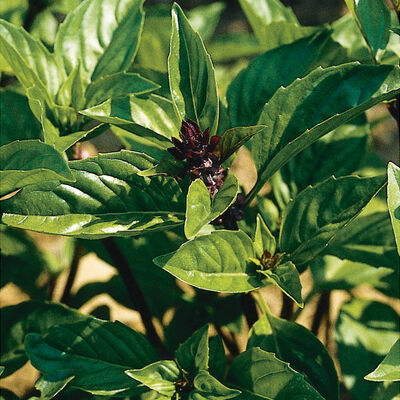 Cinnamon Asian Basil