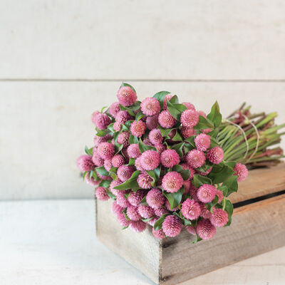 Raspberry Cream Gomphrena (Globe Amaranth)