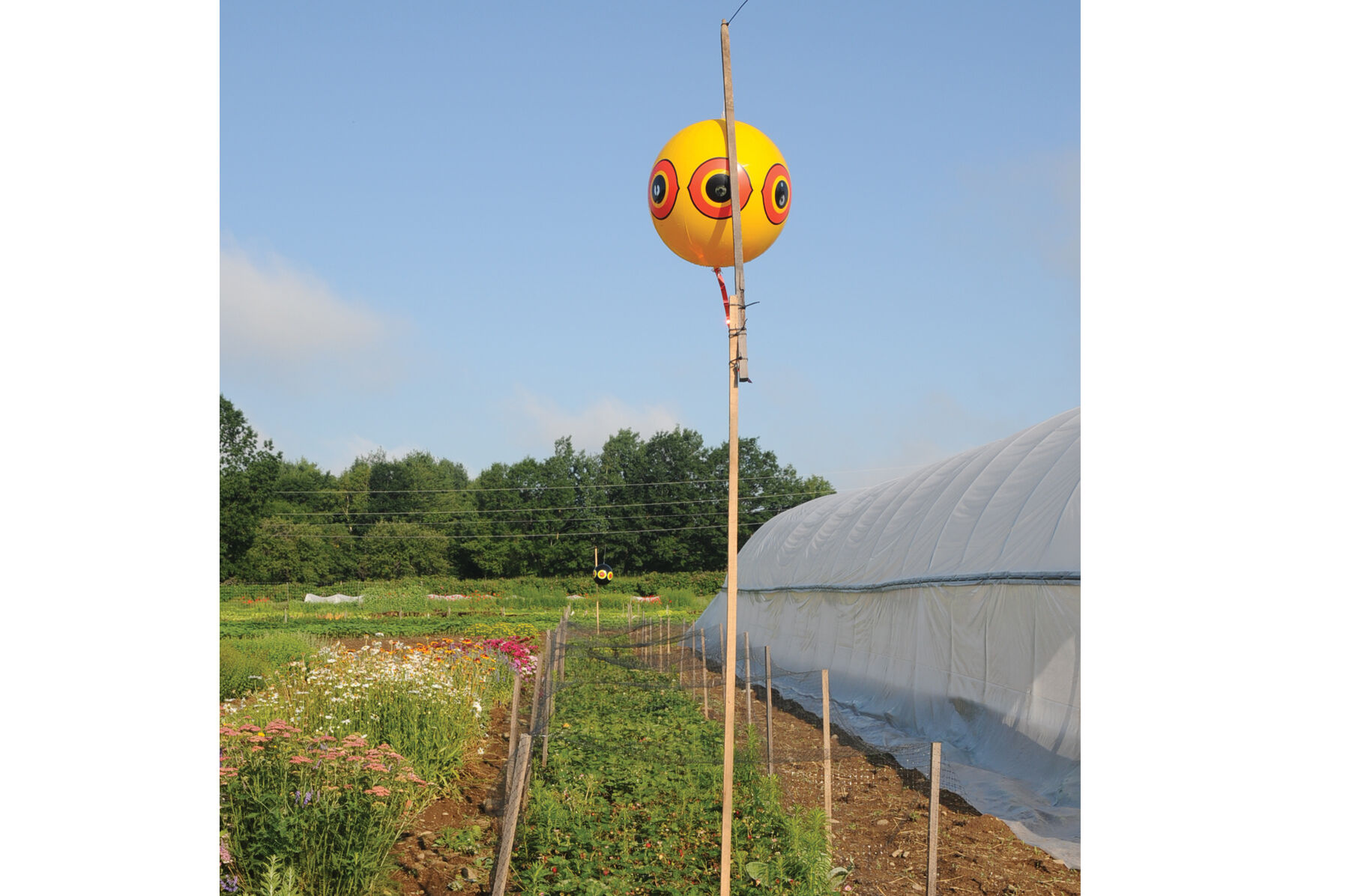 Terror-Eyes Balloons Repellents