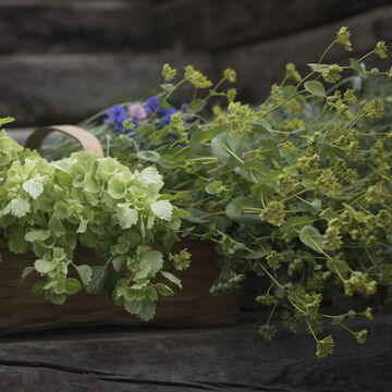 null Bouquet Fillers