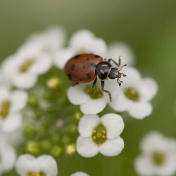 null Attracts Beneficial Insects